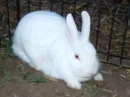 albino bunny