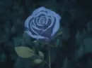diva-rose