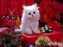Christhmas cat