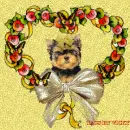 YORKIE