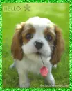 17. PUPPY SAYS HELLO