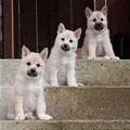 3 steps 3 pupps