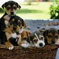 basket of pupps