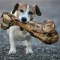 big bone