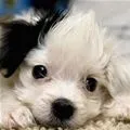 white and black