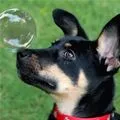 bubble