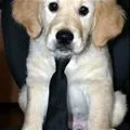 business puppy