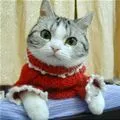 red sweater