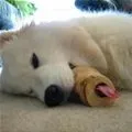 chew toy