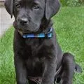 cute black puppy