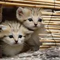 kittens