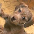 puppy 
