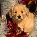 cute puppy