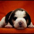 sleeping puppy