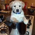 puppy