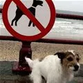 dog allowed