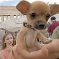 mini puppy