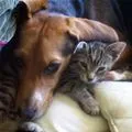 friends