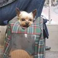 doggie bag