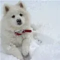 white like snow