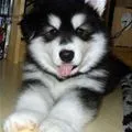 cute puppy