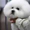 white and fluffy