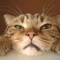kitty