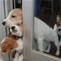 let us out
