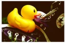 RUBBER DUCK.