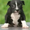 puppy