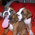 puppies