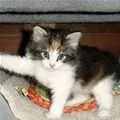 kitty