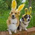 bunny ears