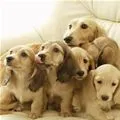 pack of puppies