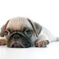 cutee