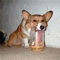peanut butter