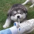 bad boy