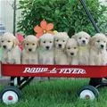 puppy cart