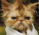 Sir Katz Feline 111