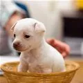 in a basket