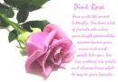 PINK ROSE
