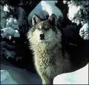 hey