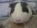 Guinea Pig