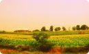 field