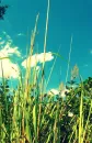 grass