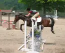 horses