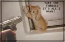 Cat With Gun
