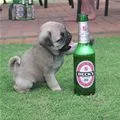 puppy loves beer