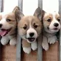 puppies