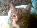 Cute kitty